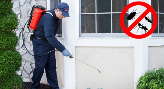 Gümüldür Fare İlaçlama böcek ilaçlama ve haşere kontrolü — ilaclama-tr.com